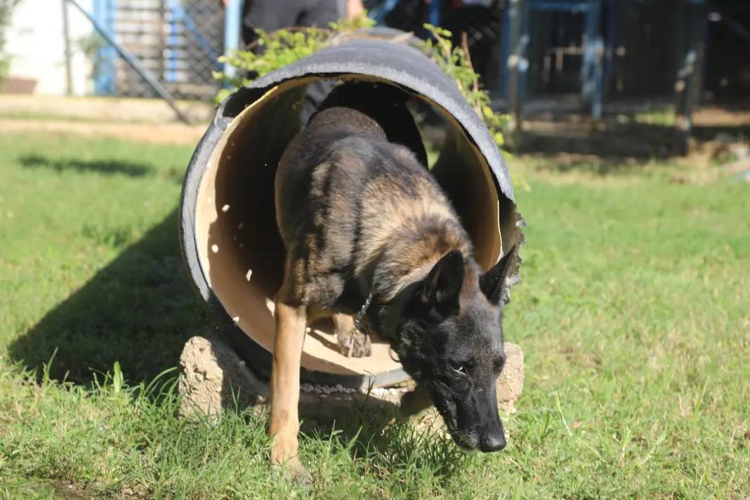 Köpekler Madde Değil Oyuncağını Arıyor 1